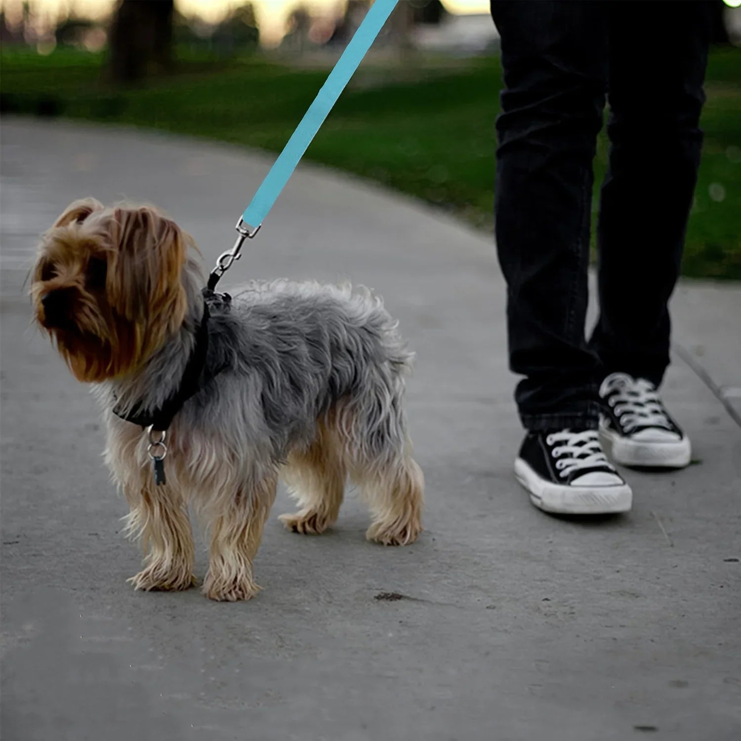 Pet car seat belts, dog and cat car leash, rear seat, retractable. Make your pet safer!